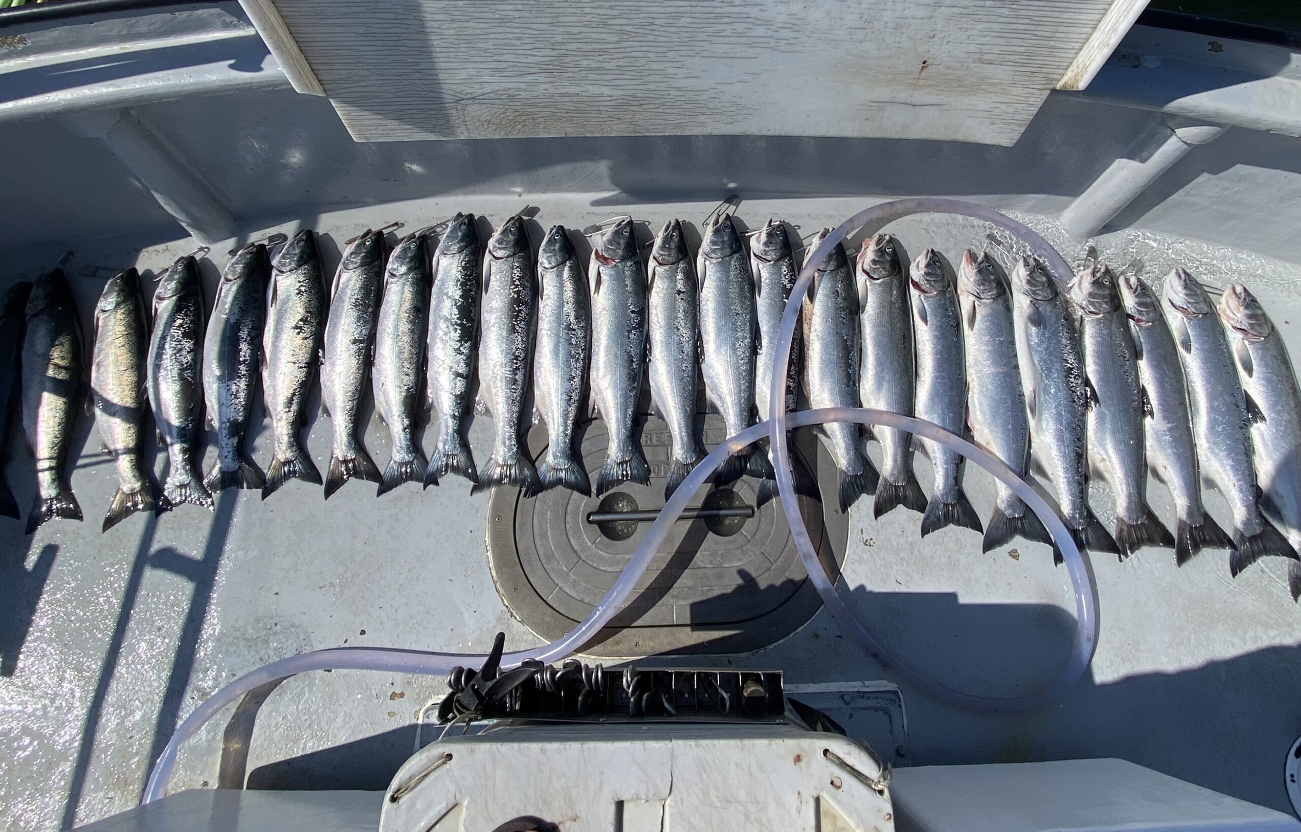 Read more about the article Beat the Heat and Reel in the Catch: Westport Salmon Fishing with Mutineer Charters
